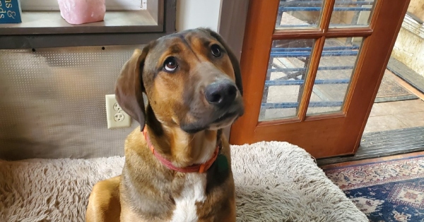 [UPDATE: Adopted!] Foster Dog Robin Needs To Find A Loving Forever Home ...