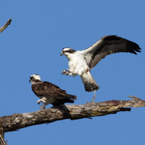 The Ospreys as you've never seen them before posing in Oddballs