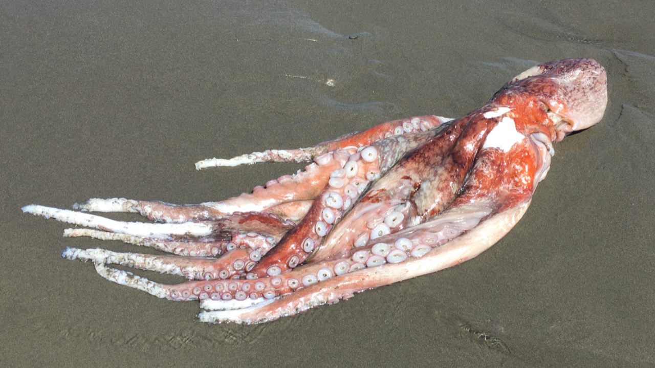 Giant Pacific Octopus Found on Clam Beach - Redheaded Blackbelt