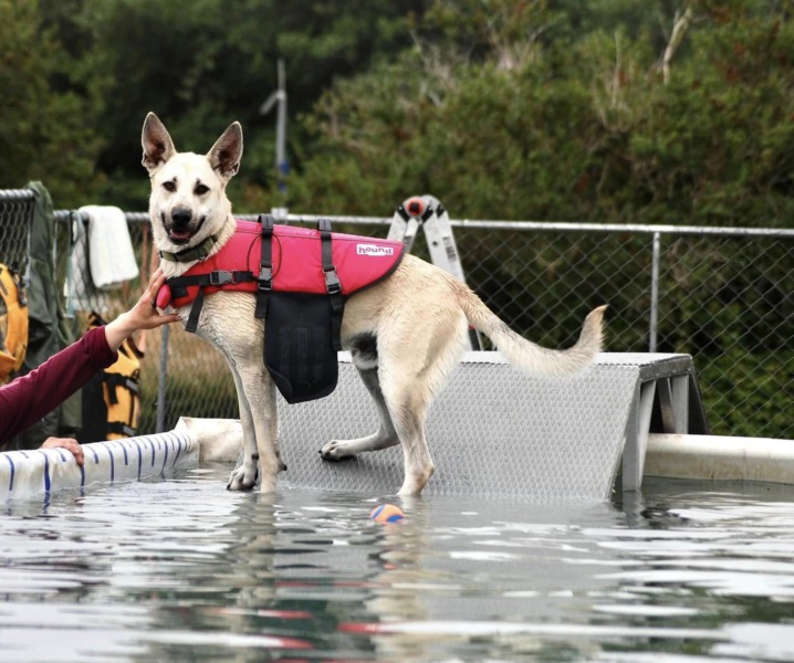 (PHOTOS) This Foster Dog Should Definitely Be On Your Radar ...