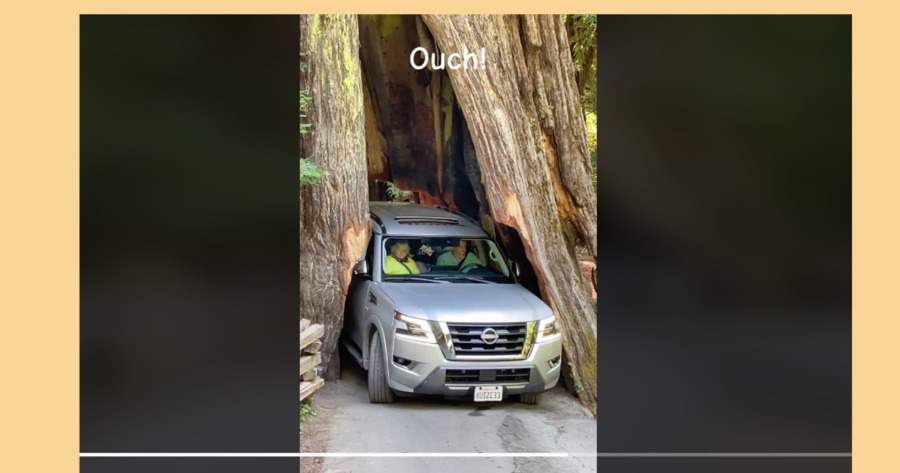 Tourist Crunches Car in Local Drive Through Tree Video Goes Viral