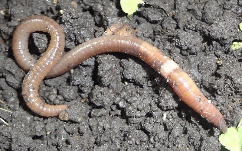 Invasive earthworms are reshaping North American •