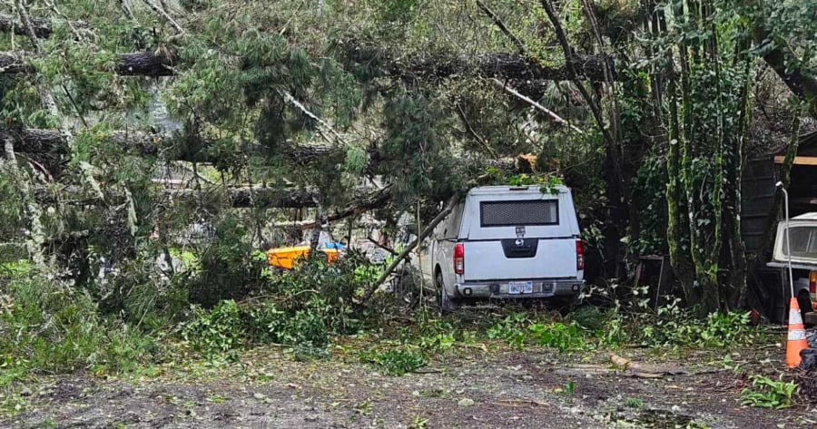 Tree Fell Into Home Vehicle And Garage In Myers Flat Redheaded