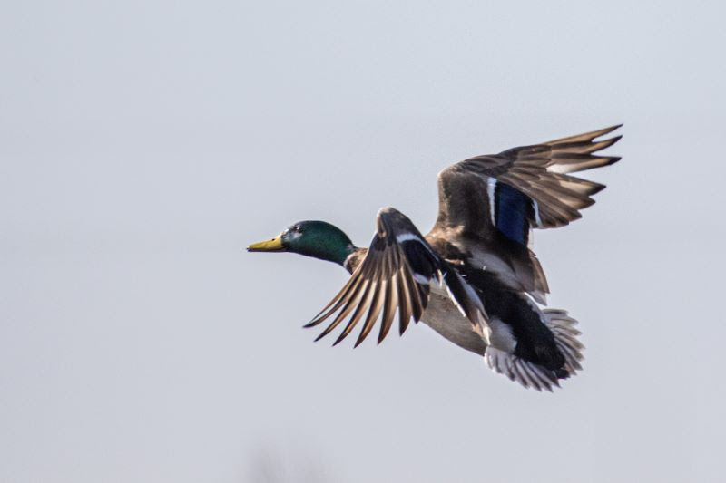 CDFW Seeks Artists to Enter Annual California Duck Stamp Art