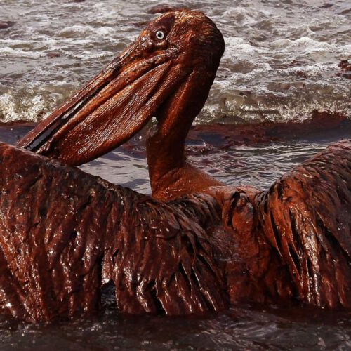 https___cdn.cnn_.com_cnnnext_dam_assets_211005124857-01-wildlife-oil-spill-file