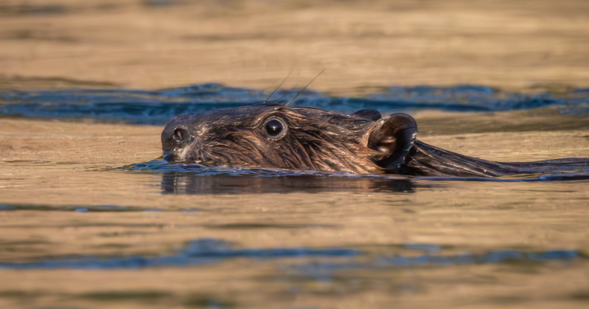 Rodents Of Unusual Size: Beavers Are Back In Humboldt County 