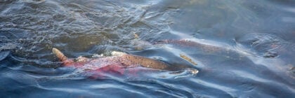 salmon barely visible in the water