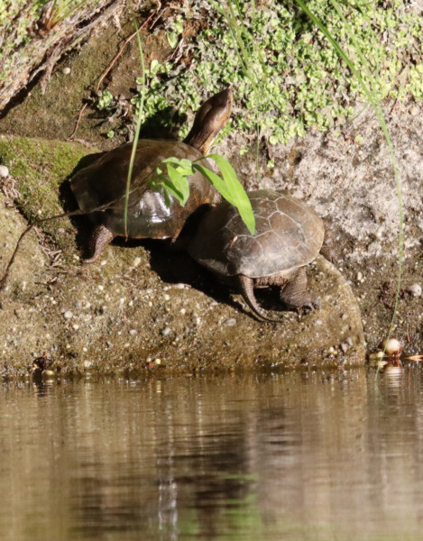 Echoes of the Past: Northwestern Pond Turtles in the Eel River Habitat ...