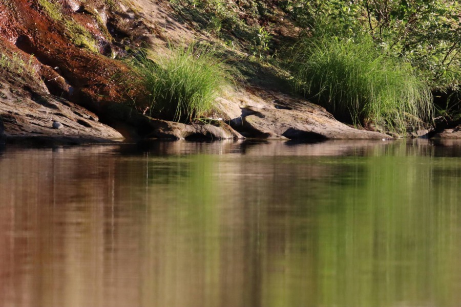 Echoes Of The Past: Northwestern Pond Turtles In The Eel River Habitat 