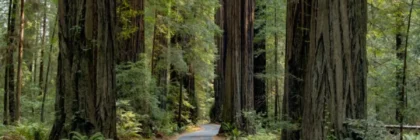 redwood trees