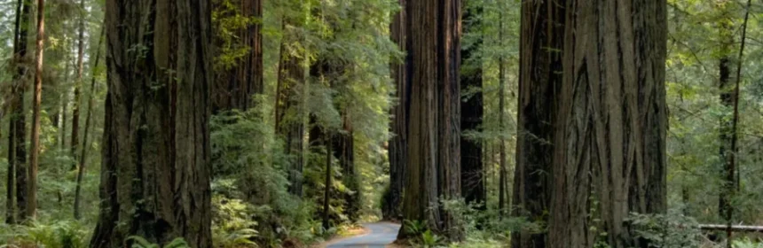 redwood trees