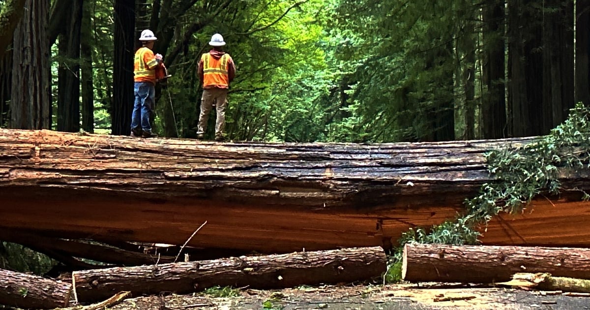 When Humboldt Says ‘Tree in Roadway,' This Is What It Means (The Avenue Is Closed, No ETO)