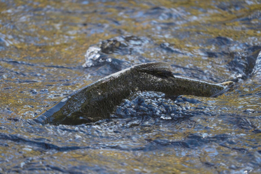 Klamath Salmon