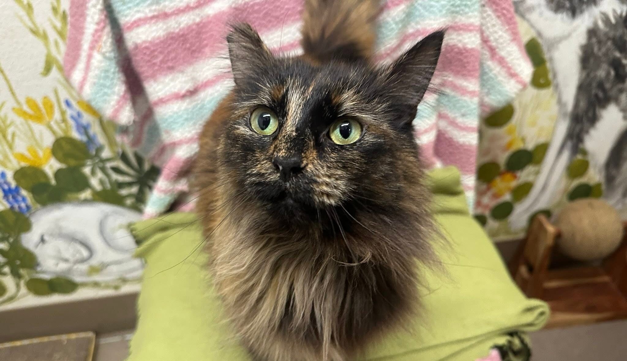 Looking for a Little Tortitude?