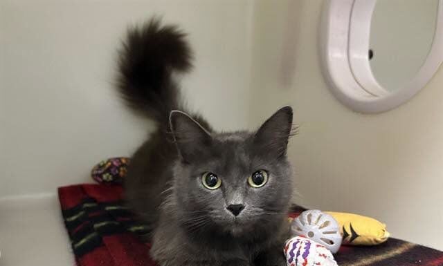 Question❓Is Monique asking if you’ll take her home?