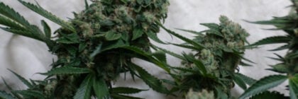 Buds of marijuana grown indoors.
