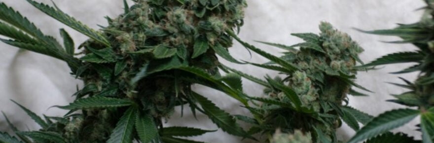 Buds of marijuana grown indoors.