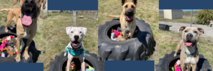 dogs at humboldt county animal shelter