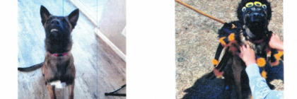 two photos of a Belgian Malinois