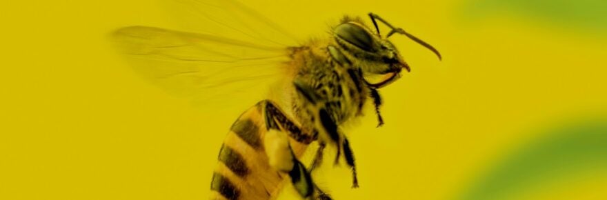 bee in flight against yellow background
