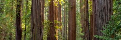 Redwood trees