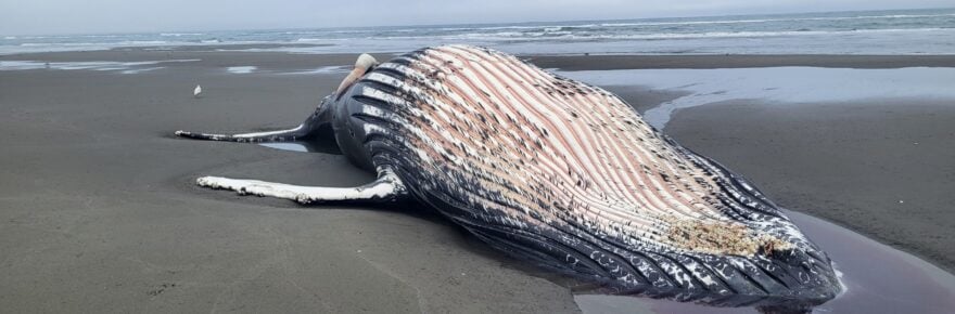 The whale's ribbed throat pleats and barnacle-covered fin are visible in this view from the water side. Cal Poly Humboldt's Marine Mammal Stranding Program says the whale is in an advanced state of decomposition. [Photo submitted]
