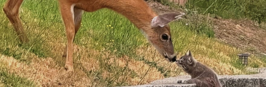 Cat Doe kiss