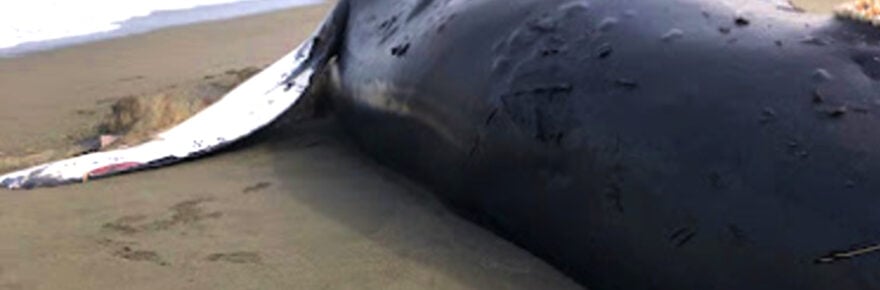 Another view of the humpback whale that washed ashore near Centerville. Researchers hope testing may help determine what caused the whale's death. [Photo provided by a reader]