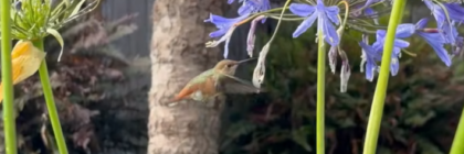 Screenshot of frozenwerkz video of hummingbird sipping from a lily of the nile bloom