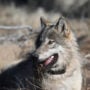 Grey Wolf