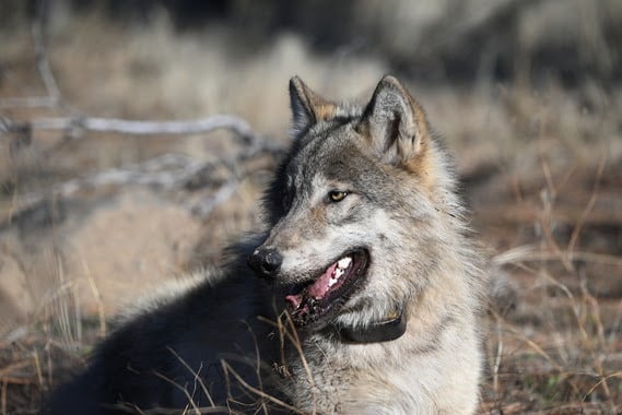 Grey Wolf